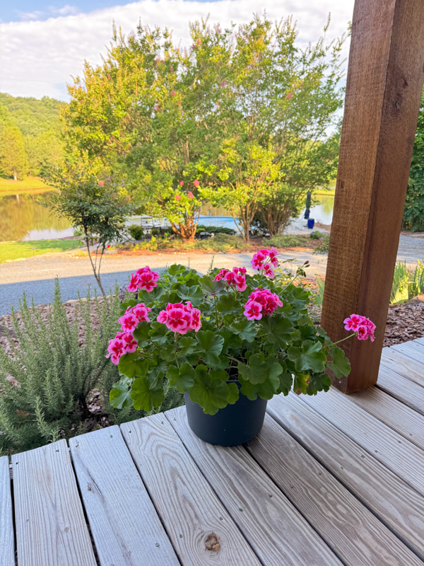 pink geraniums on edge of porch with pool in background.