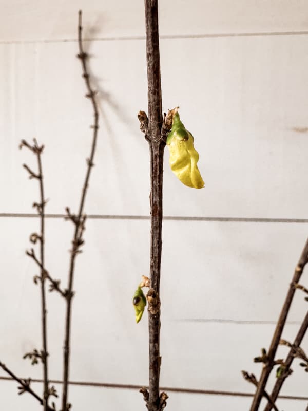 first bloom on a forsythia stem being forced to bloom indoors.