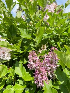 Plant A Lilac Bush Today! 3 Reasons You Won't Regret It