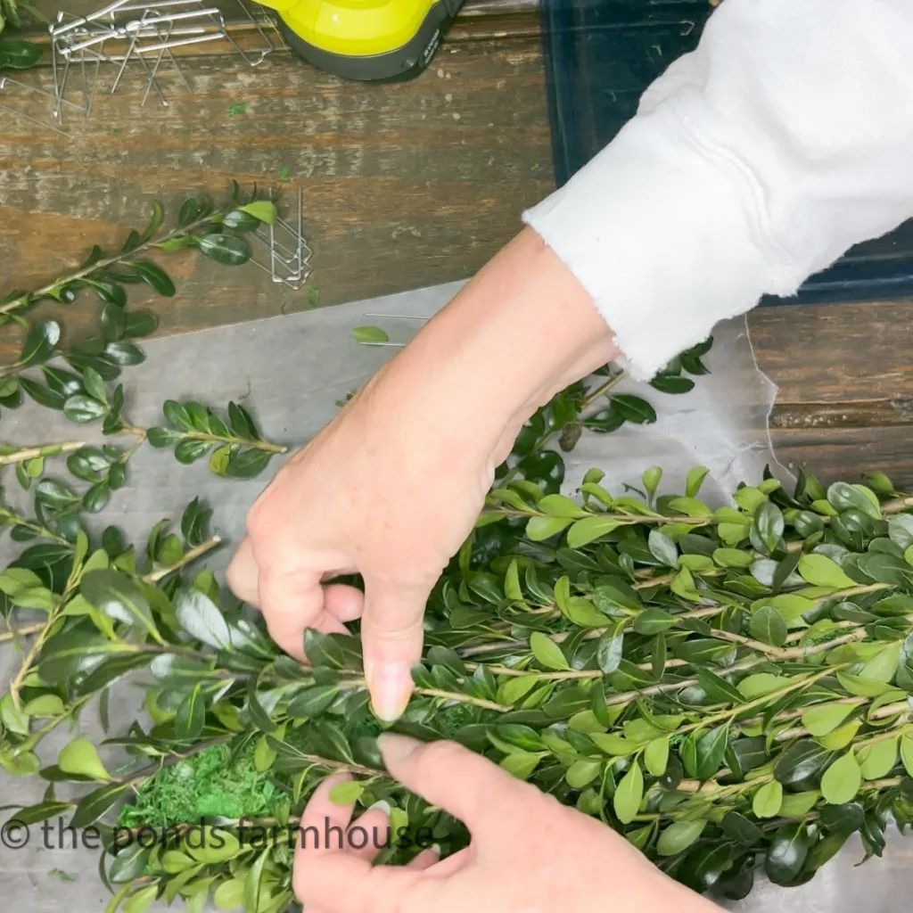 How To Make DIY Fresh Boxwood Topiaries with Lemons