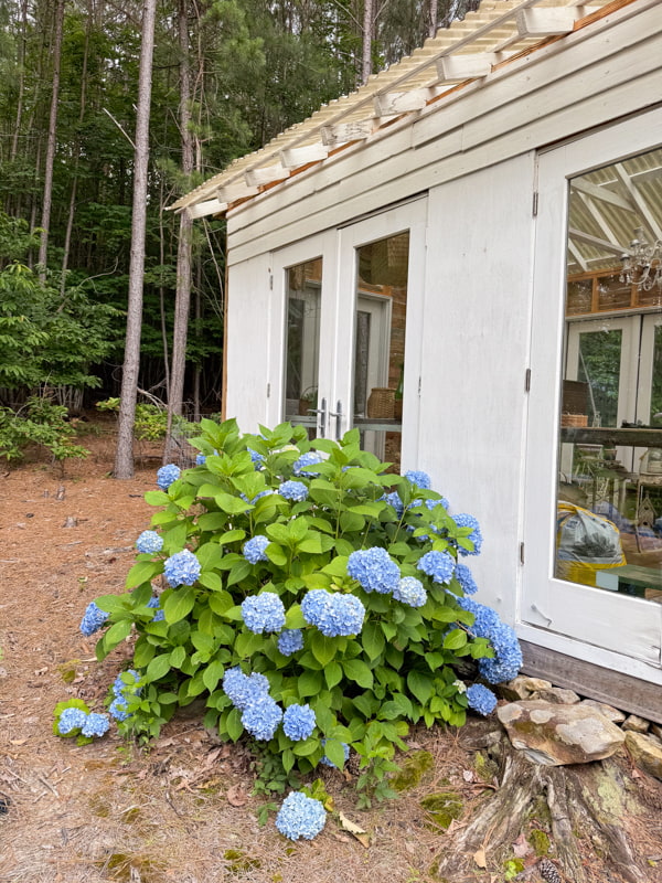 Hydrangea Bush with blue blooms beside the greenhouse
