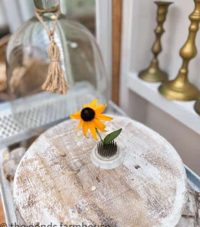 cropped-Glass-Cloche-with-black-eyed-susan-in-Greenhouse.jpg