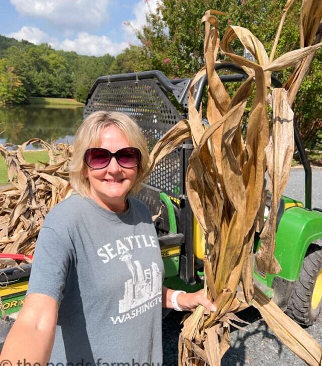 Gathering-Corn-Stalks-