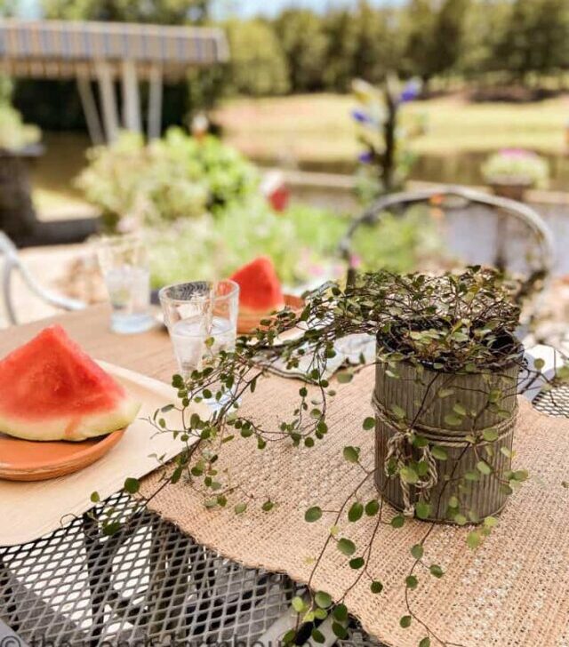 cropped-Green-Plant-on-outdoor-table.jpg