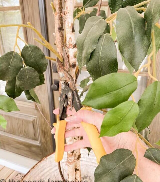 cropped-clip-ficus-stems-1.jpg