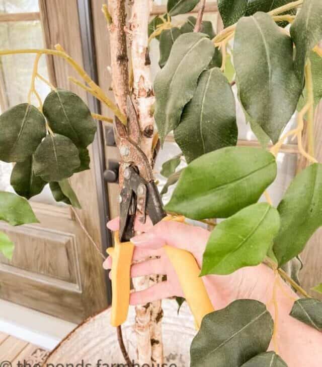 cropped-clip-ficus-stems.jpg