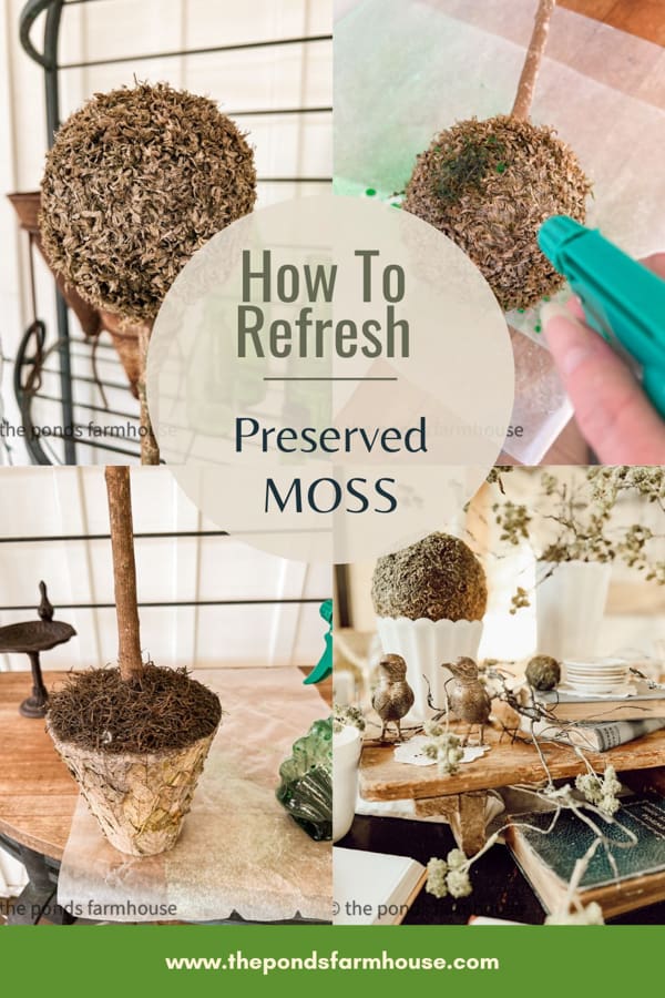 How Long Does Preserved Moss Last and How to Keep it Fresh