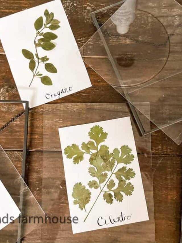 Press Fresh Herbs To Make Botanical Art