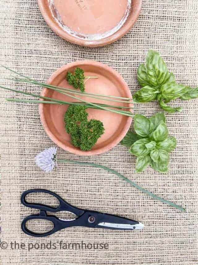 Easiest Herbs To Grow