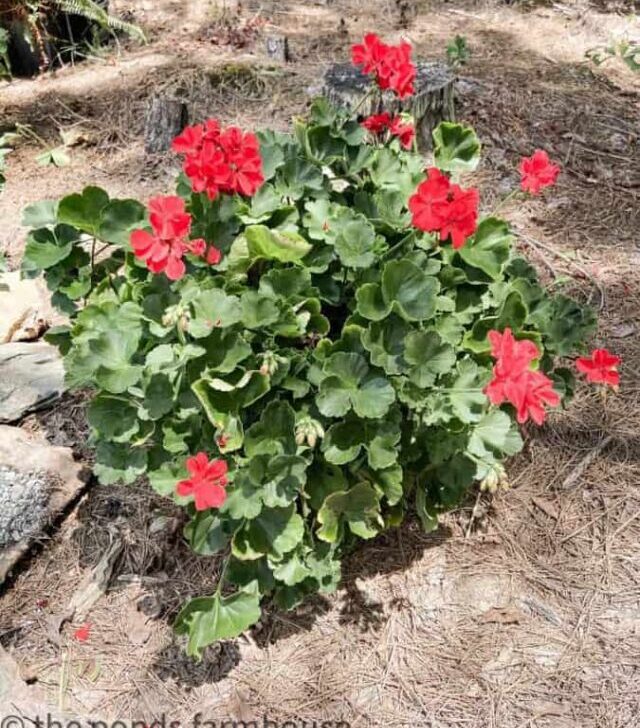 cropped-red-geraniums.jpg