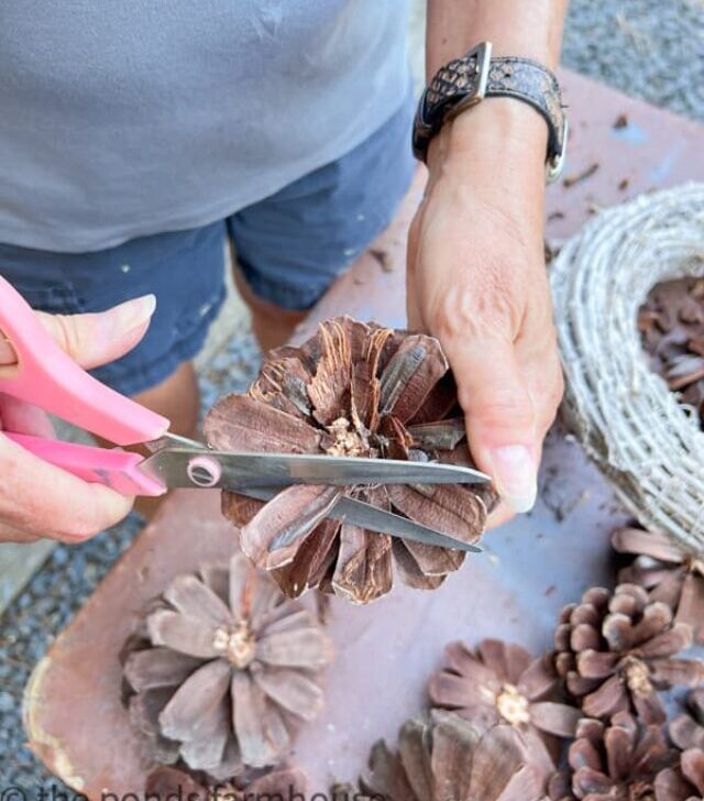 cropped-Trim-centers-of-pinecones.jpg