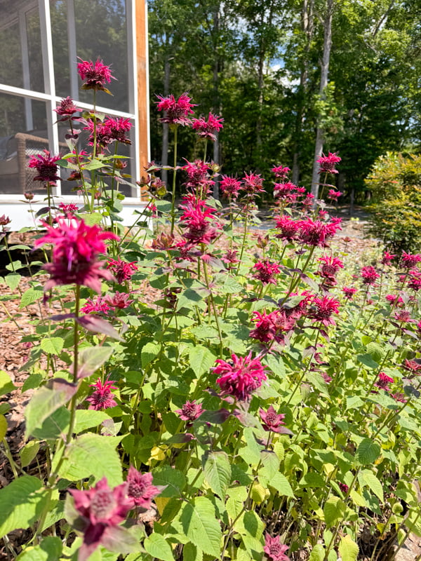 Bee's Balm in bloom