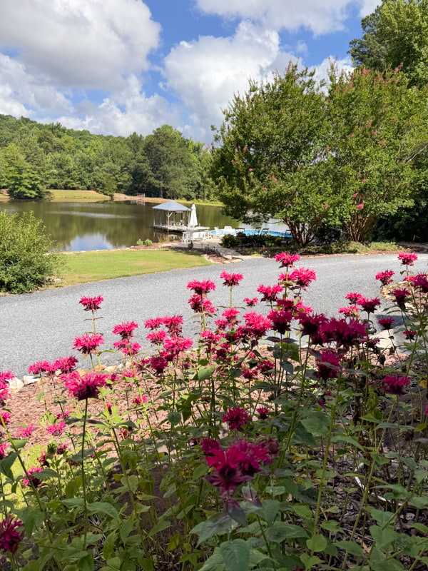 Bee's Balm with the ponds and pool in background.  