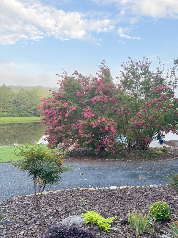 Crepe Myrtle hanging low from Tropical Storm Debby