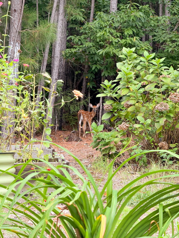 Baby deer in garden. 