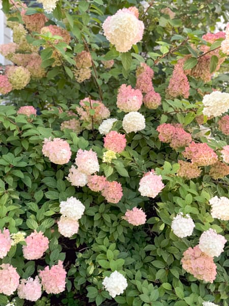 Hydrangeas in Maine
