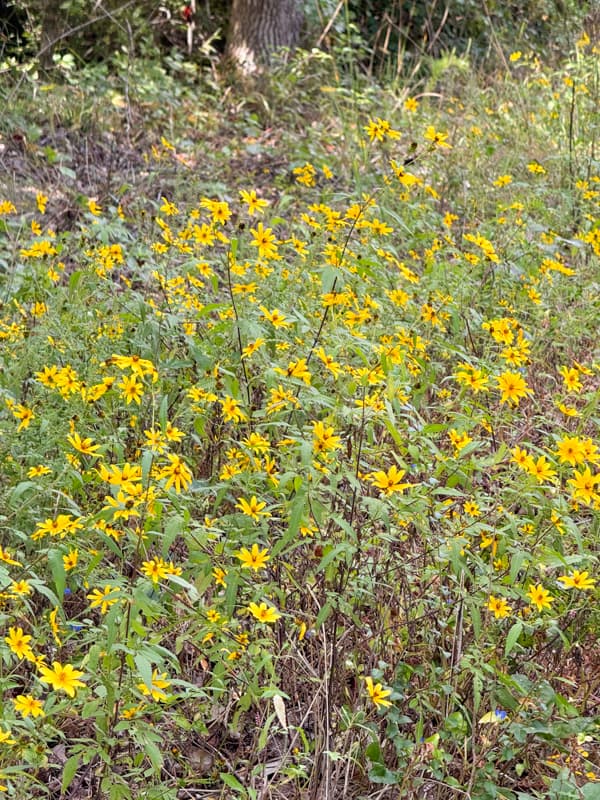 Wildflowers in a field.  