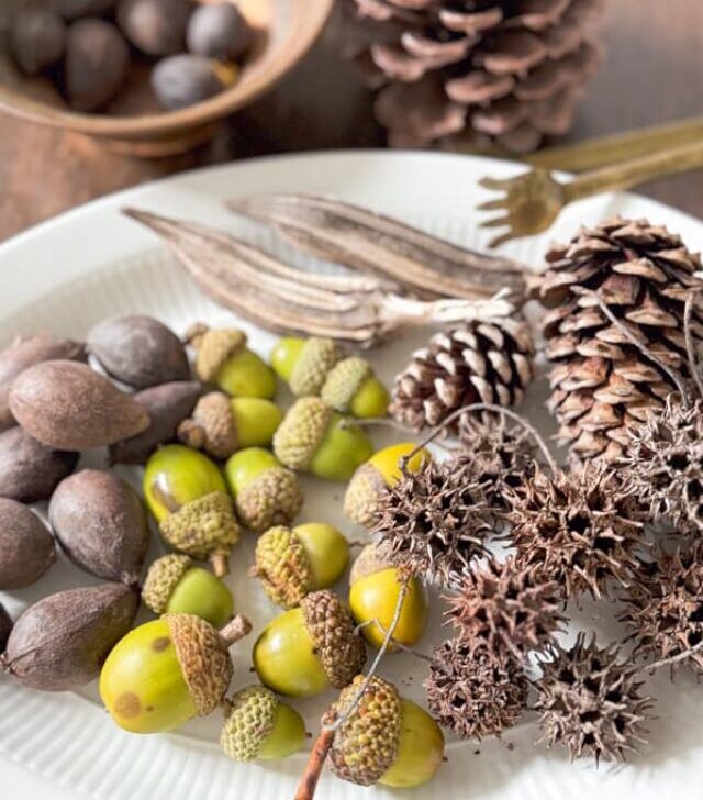 cropped-foraged-acorns-sweet-gum-balls-nuts-pinecones-okra-pods.jpg