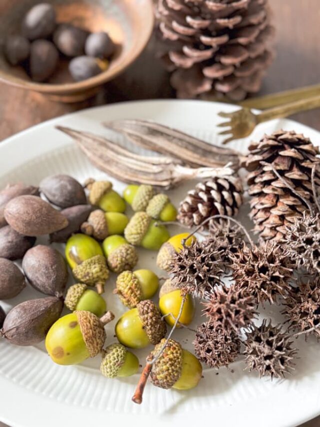 How To Safely Bring Foraged Pinecones & More Into Your Home