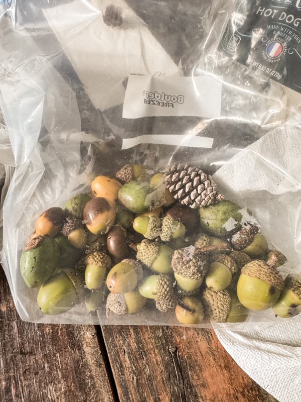 Foraging for acorns - freeze in plastic bag