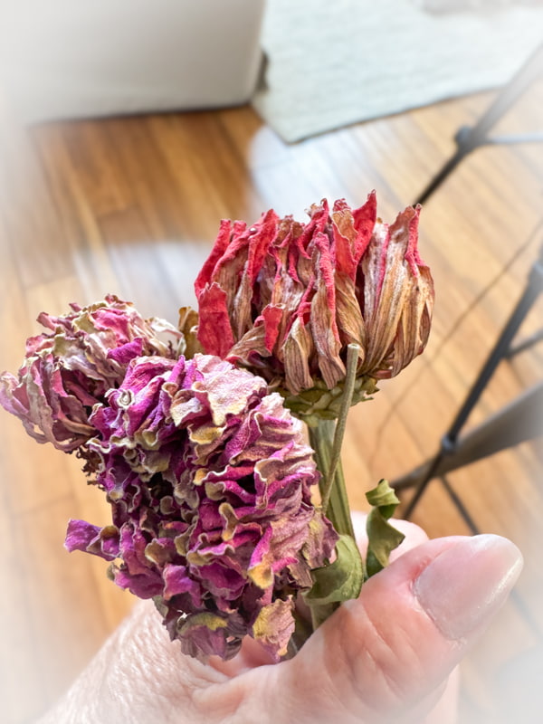 Dried zinnia's.  