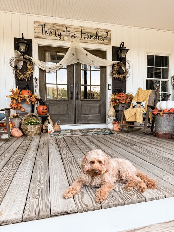 Rudy on front porch with spooky halloween decorations around the front door. 