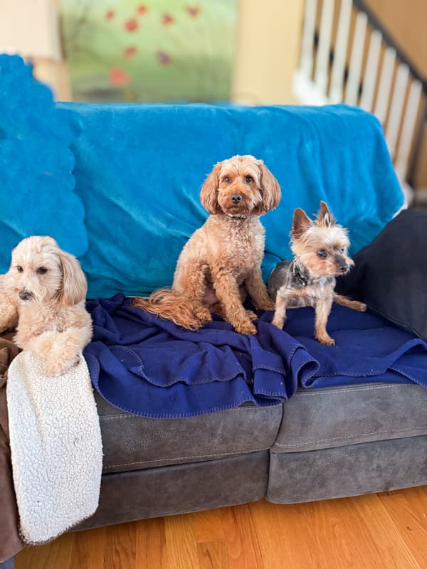 Rudy, Millie, and Jackson on sofa for a photo shoot.  