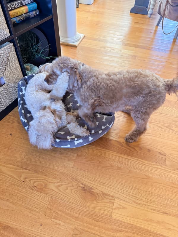 Rudy and Millie playing.