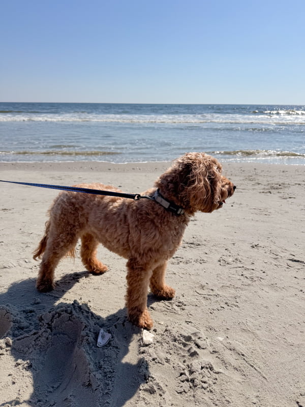 Rudy At the Beach