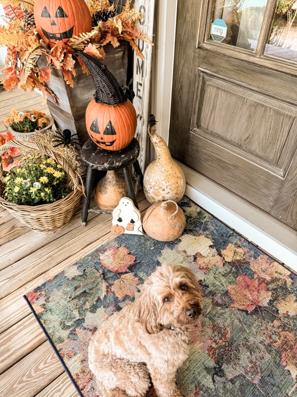 Rudy with Jack O'Llanterns and painted wooden ghost with fall mums and witches hats.  