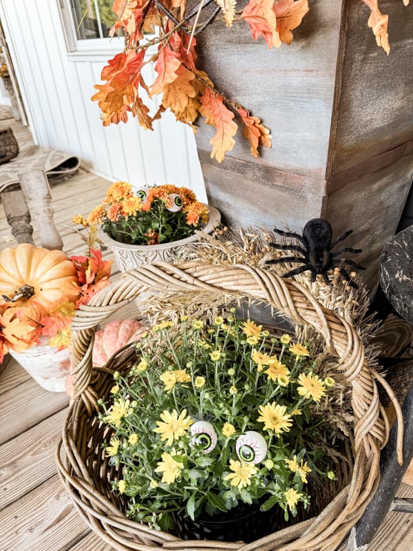 Add Dollar Tree googley eyes to fall mums Halloween outdoor ornaments. 