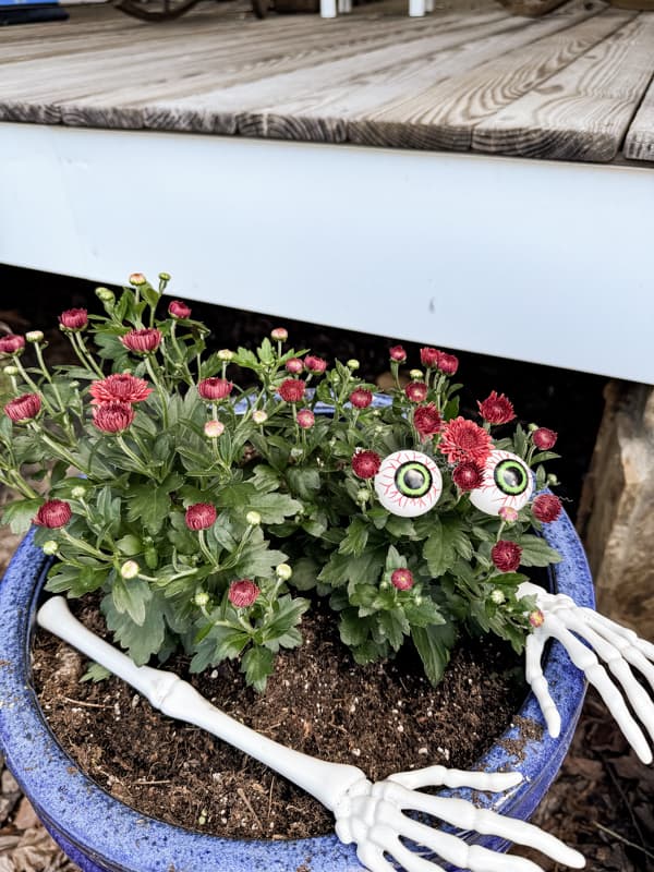 Add Dollar Tree googley eyes to fall mums and skelton hands for Halloween outdoor ornaments. 