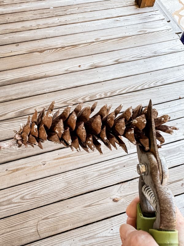 Cut the top of the pinecone with pruning shears.  