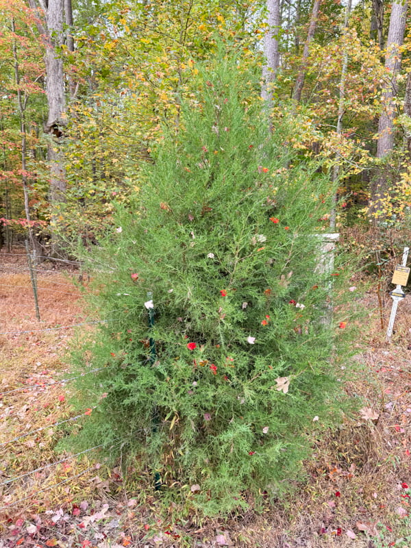 Cedar tree decorated with Mother Natures falling leaves.  