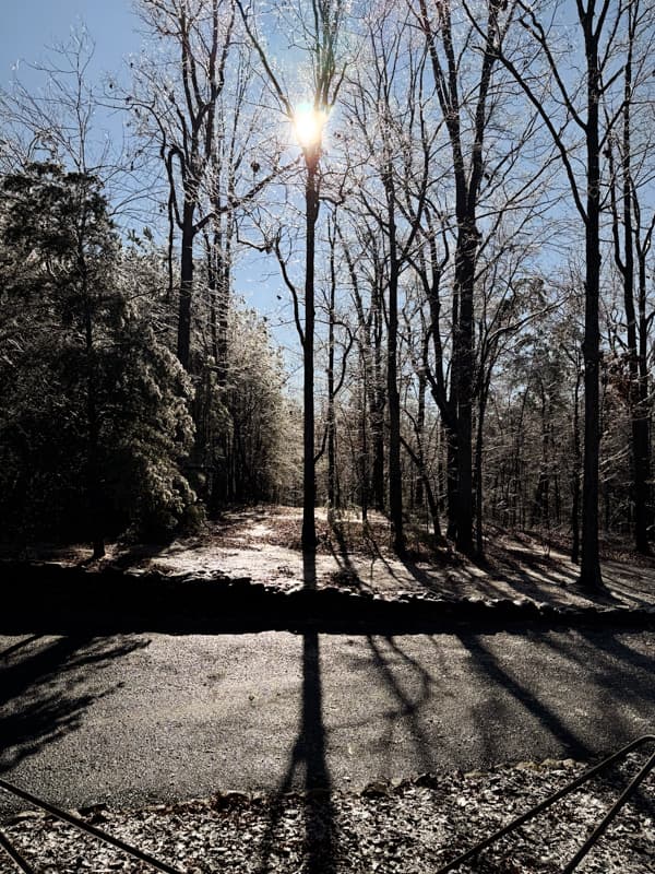 Ice on the trees.